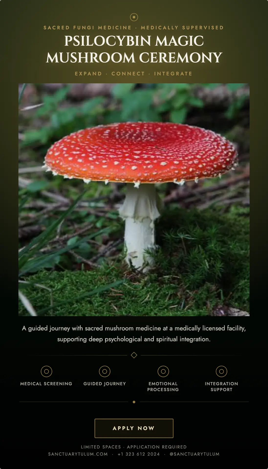 Psilocybin magic mushroom ceremony guide showing medical screening, guided journey, emotional processing, and integration support