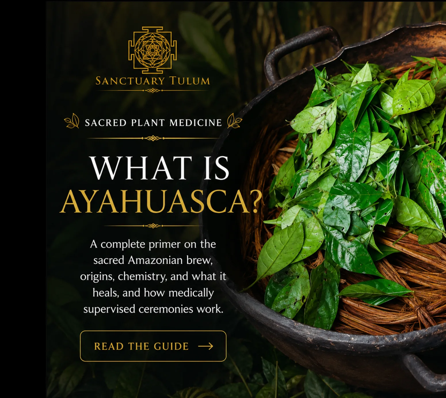 What is Ayahuasca — sacred Amazonian plant medicine primer