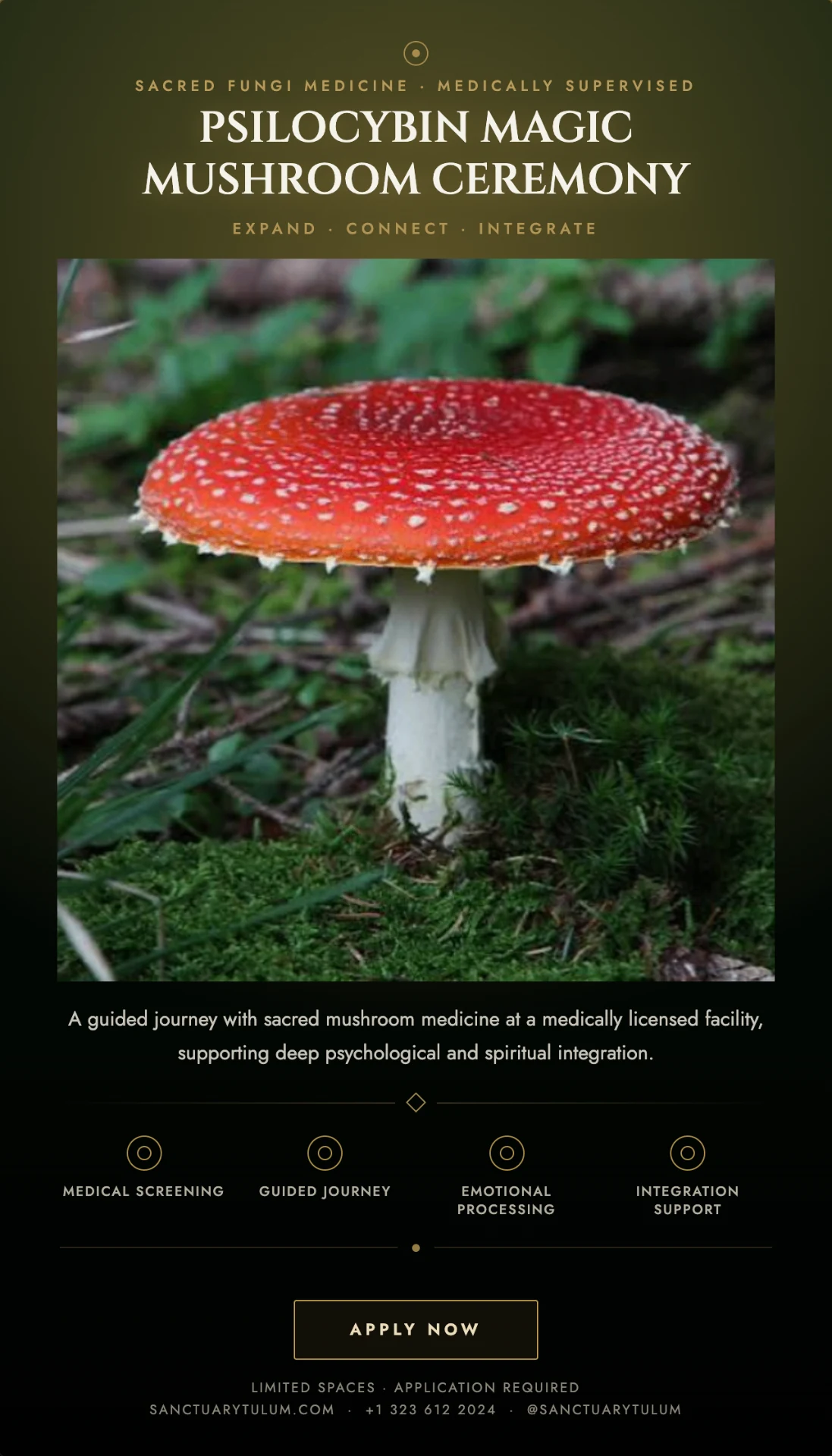 Psilocybin Magic Mushroom Ceremony at Sanctuary Tulum — sacred fungi medicine, medically supervised. Expand, connect, integrate. Medical screening, guided journey, emotional processing, integration support.