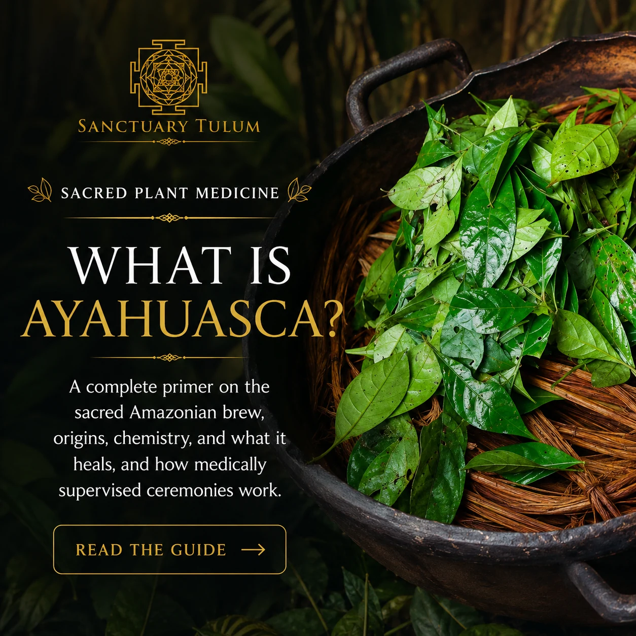 What is Ayahuasca? — a primer on the sacred Amazonian plant medicine at Sanctuary Tulum