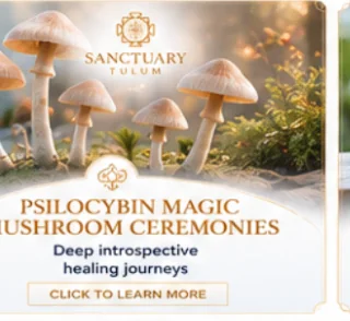 psilocybin — medically supervised psilocybin therapy at Sanctuary Tulum psilocybin — medically supervised psilocybin therapy at Sanctuary Tulum